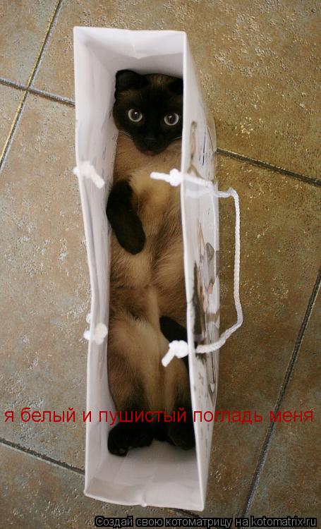 я белый и пушистый погладь меня... Котоматрица: я белый и пушистый погладь меня