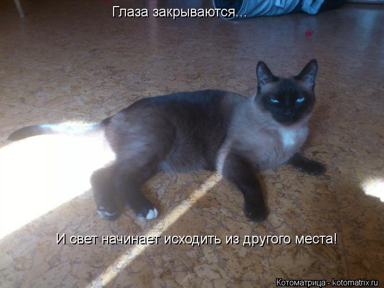 Котоматрица: Глаза закрываются... И свет начинает исходить из другого места!
