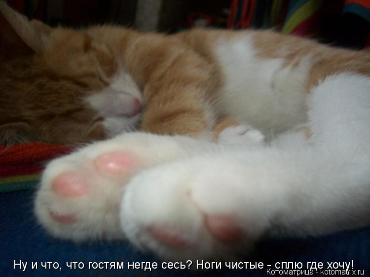 Котоматрица: Ну и что, что гостям негде сесь? Ноги чистые - сплю где хочу!