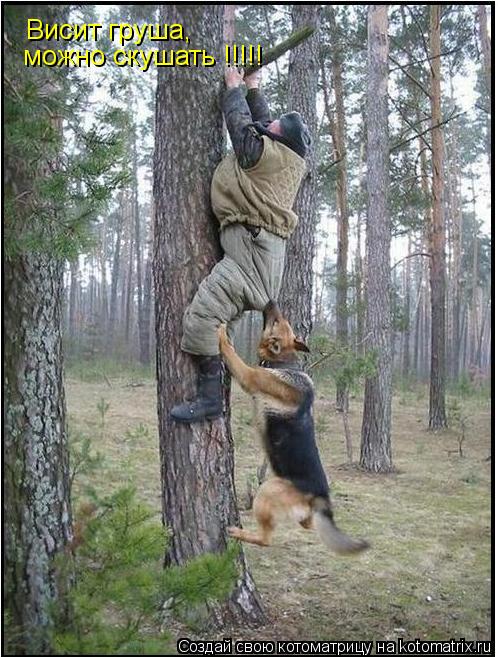 Висит груша, можно скушать !!!!!... Котоматрица: Висит груша, можно скушать !!!!!