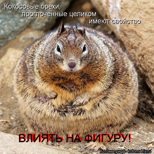 Котоматрица: Кокосовые орехи, проглоченные целиком имеют свойство ВЛИЯТЬ НА ФИГУРУ! ВЛИЯТЬ НА ФИГУРУ!
