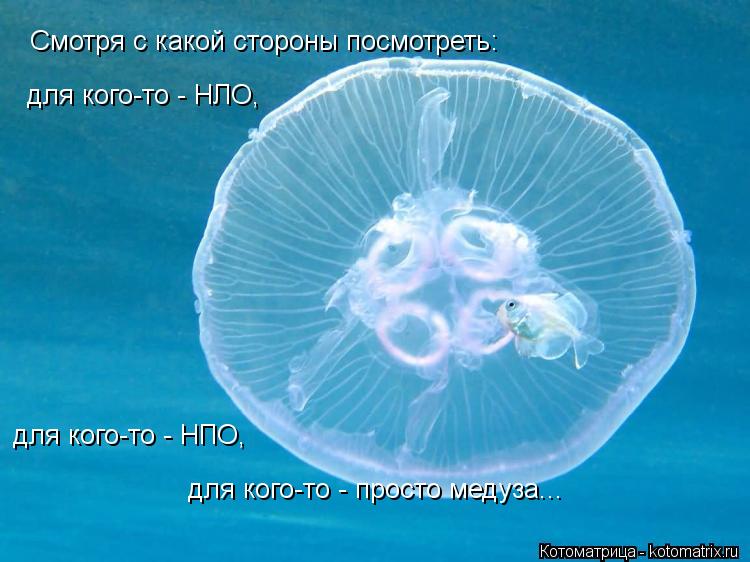 Смотря с какой стороны посмотреть: для кого-то - НЛО, для кого-то - НПО, для кого-то - просто медуза.... Котоматрица: Смотря с какой стороны посмотреть: для кого-то - НЛО, для кого-то - НПО, для кого-то - просто медуза...