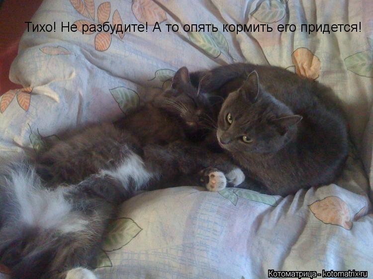 Котоматрица: Тихо! Не разбудите! А то опять кормить его придется!