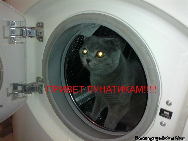 Котоматрица: ПРИВЕТ ЛУНАТИКАМ!!!!!