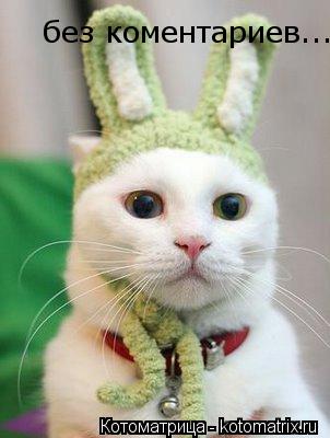 Котоматрица: без коментариев...