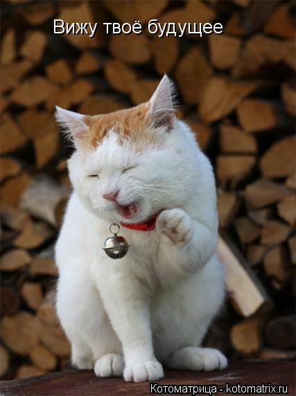 Котоматрица: Вижу твоё будущее