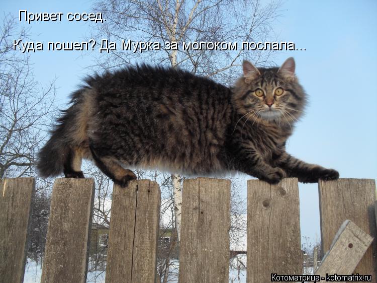 Котоматрица: Привет сосед.  Куда пошел? Да Мурка за молоком послала...