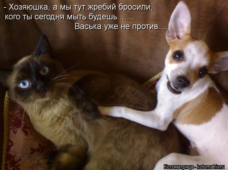 - Хозяюшка, а мы тут жребий бросили, кого ты сегодня мыть будешь....... Васька уже не против....... Котоматрица: - Хозяюшка, а мы тут жребий бросили, кого ты сегодня мыть будешь....... Васька уже не против....