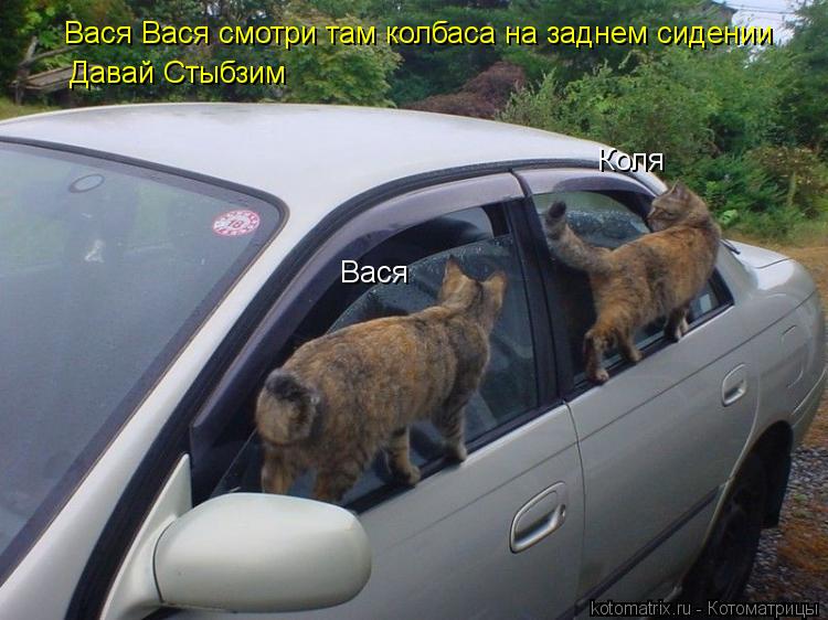 Котоматрица: Вася Коля Вася Вася смотри там колбаса на заднем сидении  Давай Стыбзим