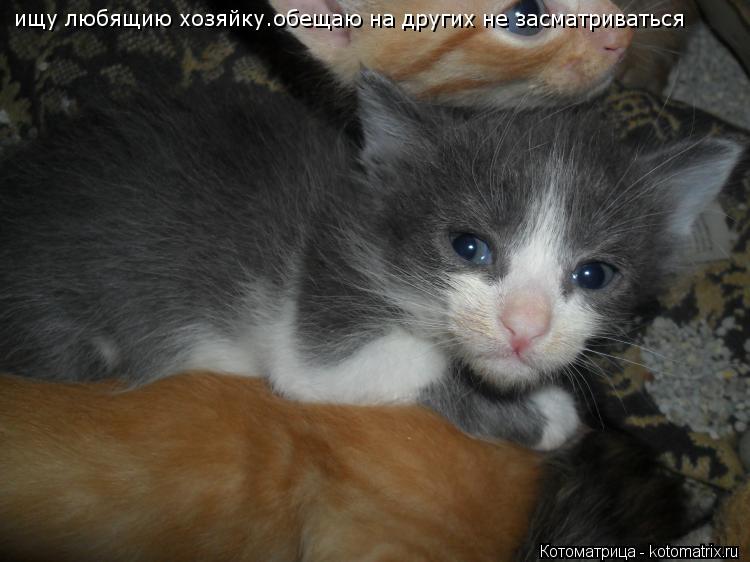 Котоматрица: ищу любящию хозяйку.обещаю на других не засматриваться