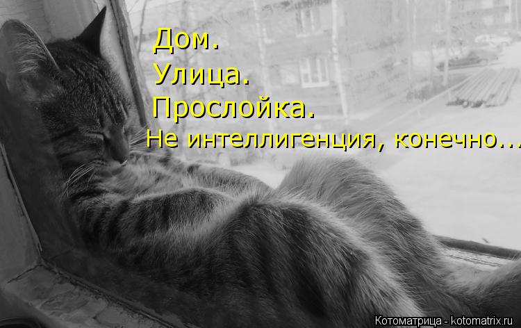 Котоматрица: Не интеллигенция, конечно... Дом.  Улица. Прослойка.