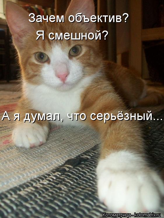 Котоматрица: Зачем объектив? Я смешной? А я думал, что серьёзный...