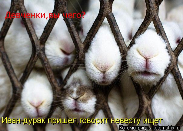 Девченки,вы чего? Иван-дурак пришел,говорит невесту ищет... Котоматрица: Девченки,вы чего? Иван-дурак пришел,говорит невесту ищет