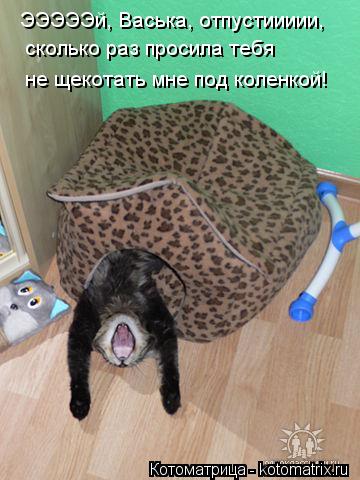 ЭЭЭЭЭй, Васька, отпустиииии, сколько раз просила тебя не щекотать мне под коленкой!... Котоматрица: ЭЭЭЭЭй, Васька, отпустиииии, сколько раз просила тебя не щекотать мне под коленкой!