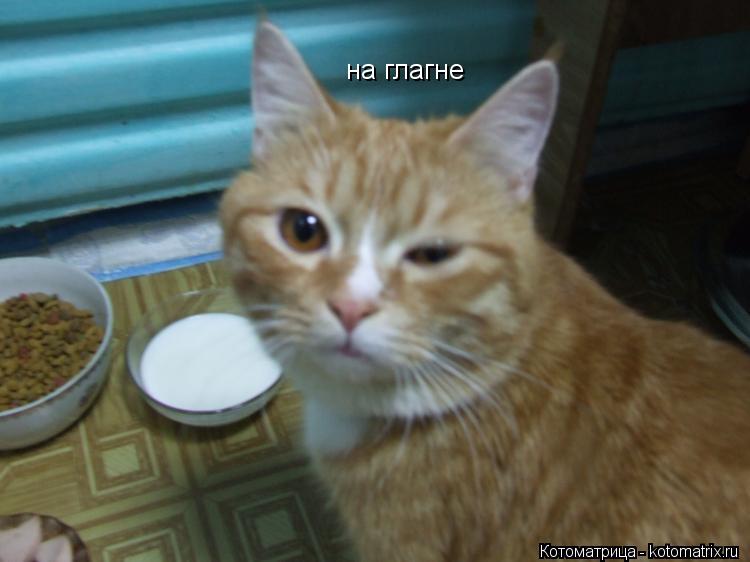 на глагне... Котоматрица: на глагне