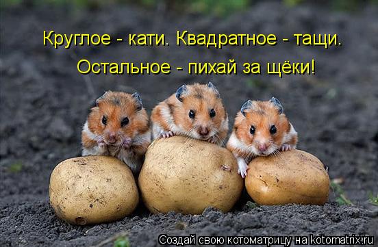 Котоматрица: Круглое - кати. Квадратное - тащи. Остальное - пихай за щёки!