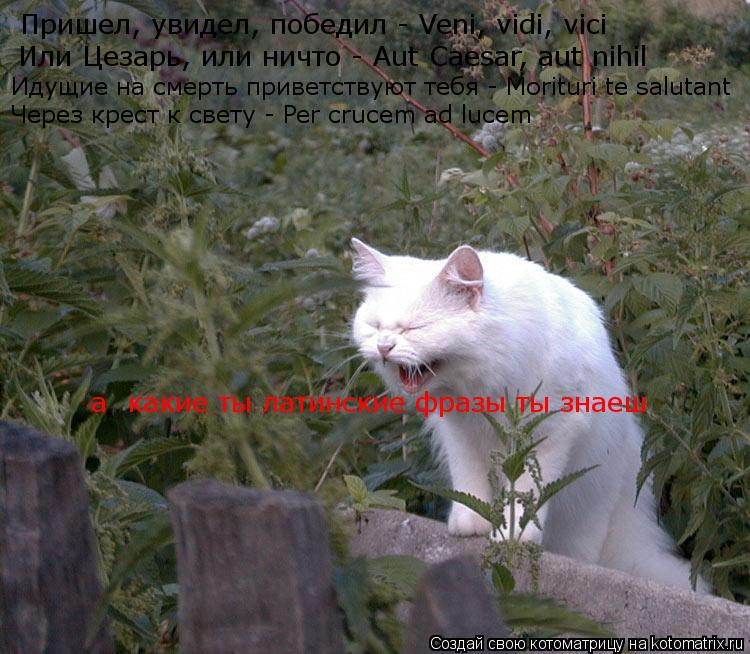 Котоматрица: Пришел, увидел, победил - Veni, vidi, vici Или Цезарь, или ничто - Aut Caesar, aut nihil Идущие на смерть приветствуют тебя - Morituri te salutant Через крест к свету - Per 