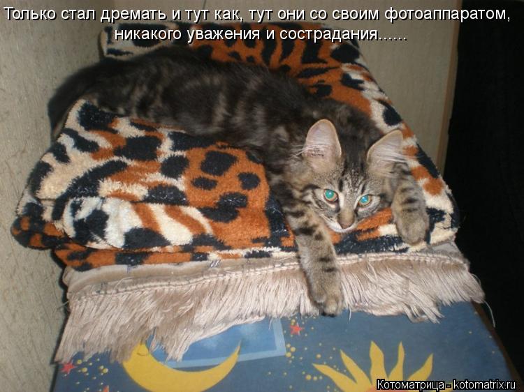 Котоматрица: Только стал дремать и тут как, тут они со своим фотоаппаратом,  никакого уважения и сострадания......