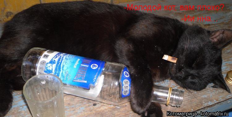 Котоматрица: -Молодой кот, вам плохо? -Ии нна...