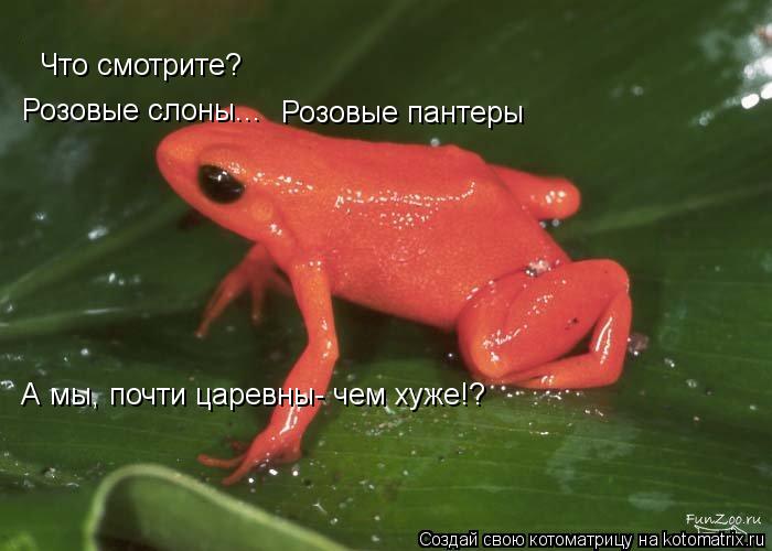 Котоматрица: Что смотрите? Розовые слоны... Розовые пантеры А мы, почти царевны- чем хуже!?
