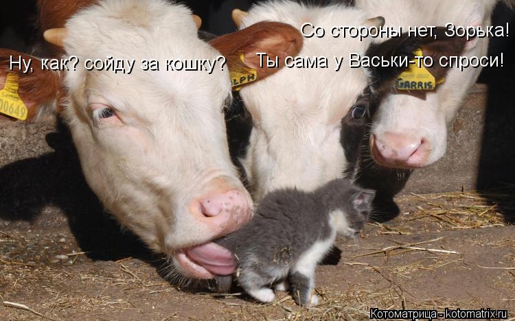 Ну, как? сойду за кошку? Со стороны нет, Зорька! Ты сама у Васьки-то спроси!... Котоматрица: Ну, как? сойду за кошку? Со стороны нет, Зорька! Ты сама у Васьки-то спроси!