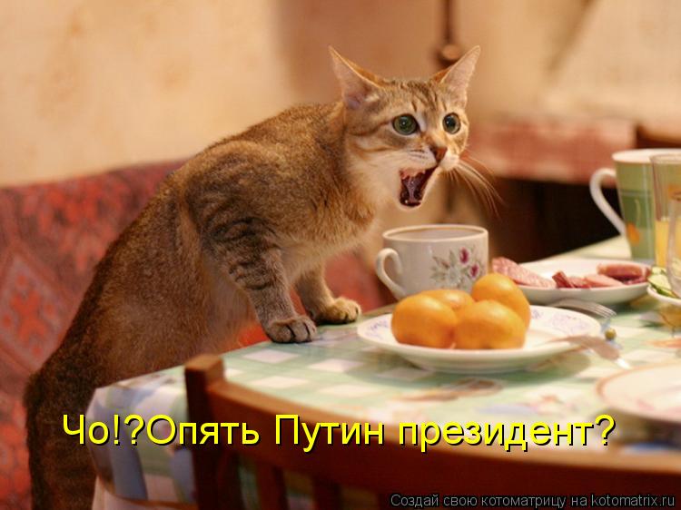 Чо!?Опять Путин президент?... Котоматрица: Чо!?Опять Путин президент?