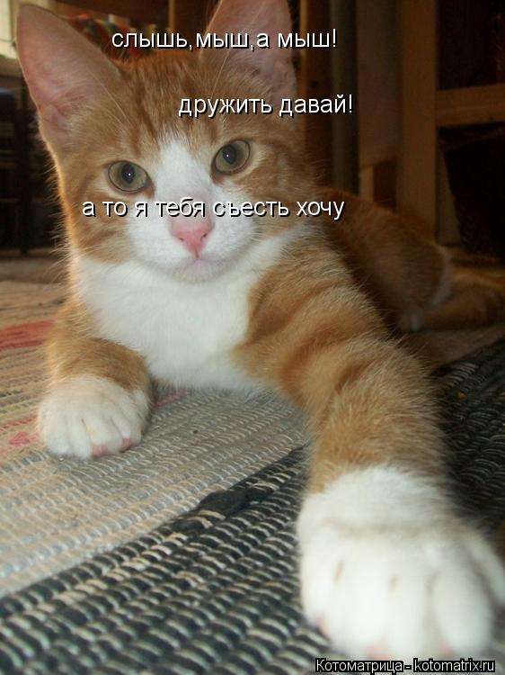 Котоматрица: слышь,мыш,а мыш! дружить давай! а то я тебя съесть хочу