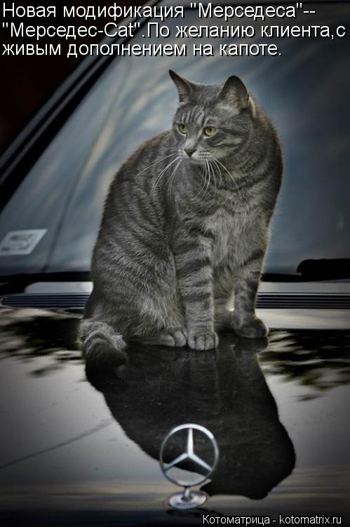 Котоматрица: Новая модификация "Мерседеса"-- "Мерседес-Cat".По желанию клиента,с живым дополнением на капоте.
