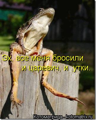 Котоматрица: Эх, все меня бросили и царевич, и  утки.
