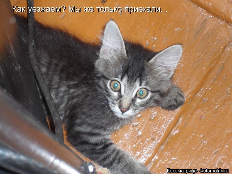 Котоматрица: Как уезжаем? Мы же только приехали...