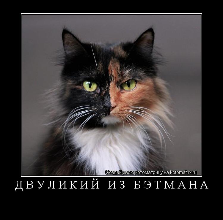 Котоматрица: двуликий из бэтмана 