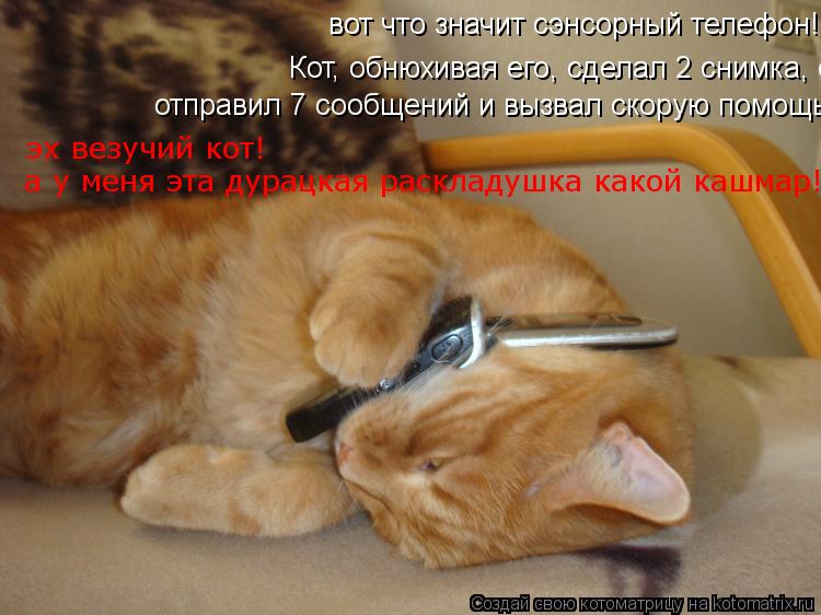 Котоматрица: вот что значит сэнсорный телефон!Кот, обнюхивая его, сделал 2 снимка, отправил 7 сообщений и вызвал скорую помощь.  Кот, обнюхивая его, сделал 