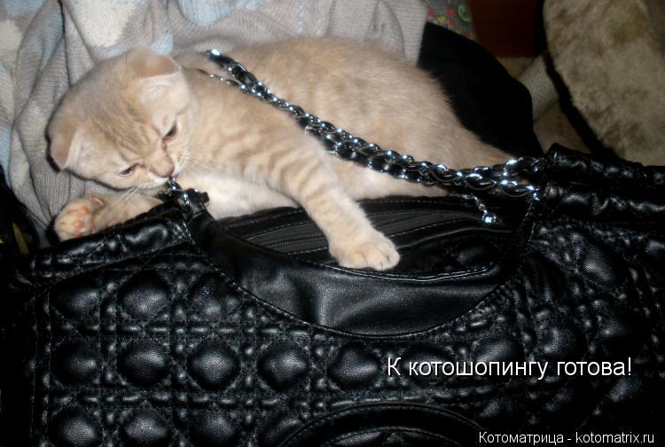 Котоматрица: К котошопингу готова!
