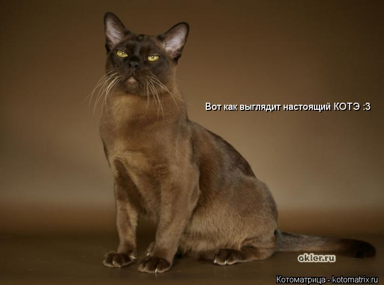 Котоматрица: Вот как выглядит настоящий КОТЭ :3