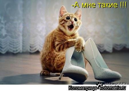 Котоматрица: -А мне такие !!!