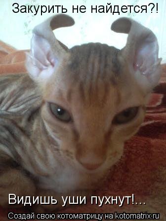 Закурить не найдется?! Видишь уши пухнут!...... Котоматрица: Закурить не найдется?! Видишь уши пухнут!...