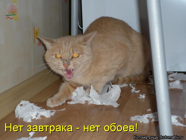 Котоматрица: Нет завтрака - нет обоев!
