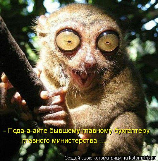 Котоматрица: - Пода-а-айте бывшему главному бухгалтеру главного министерства .....
