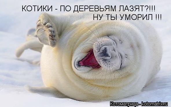КОТИКИ - ПО ДЕРЕВЬЯМ ЛАЗЯТ?!!! НУ ТЫ УМОРИЛ !!!... Котоматрица: КОТИКИ - ПО ДЕРЕВЬЯМ ЛАЗЯТ?!!! НУ ТЫ УМОРИЛ !!!