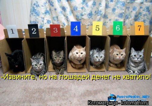 Котоматрица: -Извините, но на лошадей денег не хватило!