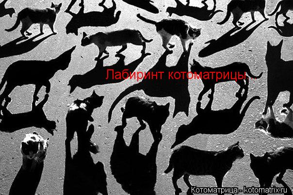 Лабиринт котоматрицы...... Котоматрица: Лабиринт котоматрицы...