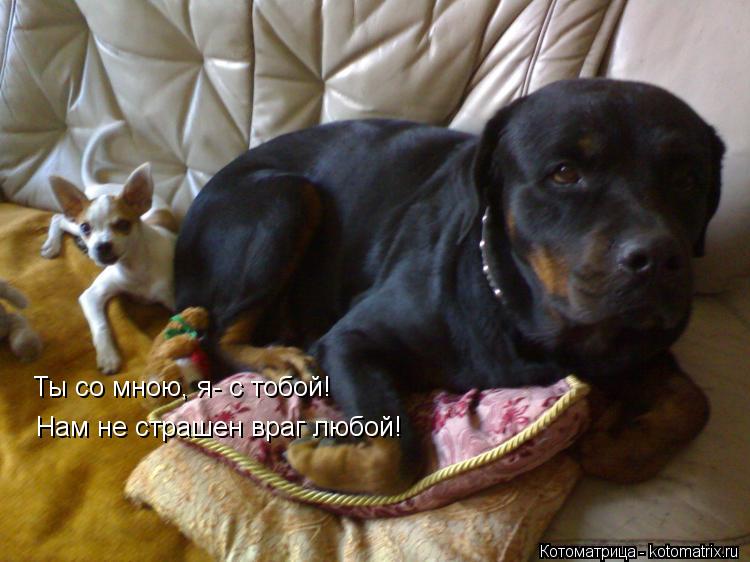 Котоматрица: Ты со мною, я- с тобой! Нам не страшен враг любой!