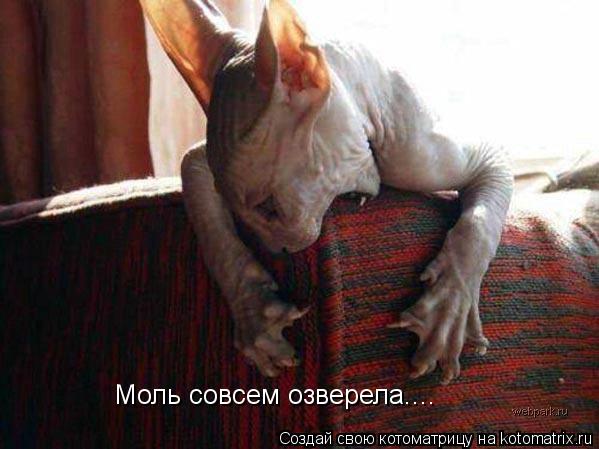 Моль совсем озверела....... Котоматрица: Моль совсем озверела....