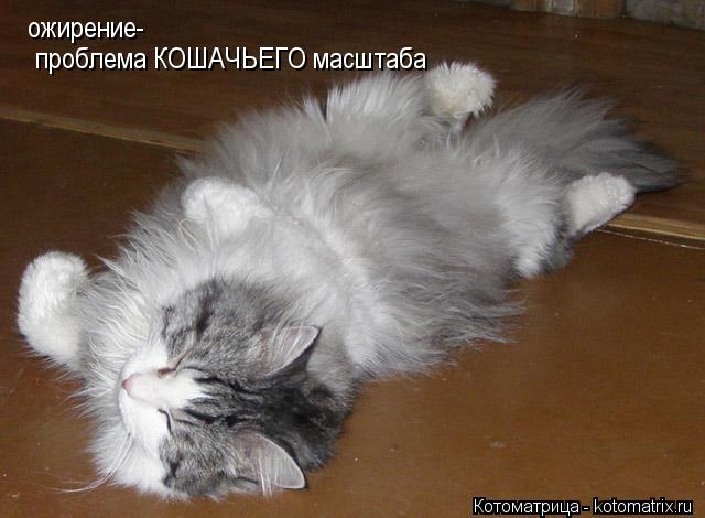 Котоматрица: ожирение- проблема КОШАЧЬЕГО масштаба
