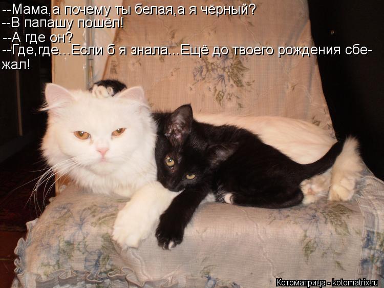 Котоматрица: --Мама,а почему ты белая,а я чёрный? --В папашу пошёл! --А где он? --Где,где...Если б я знала...Ещё до твоего рождения сбе- жал!