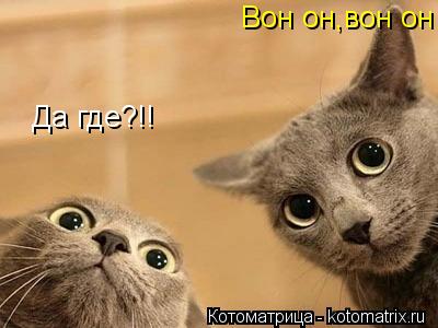 Котоматрица: Вон он,вон он Вон он,вон он Да где?!! Да где?!!