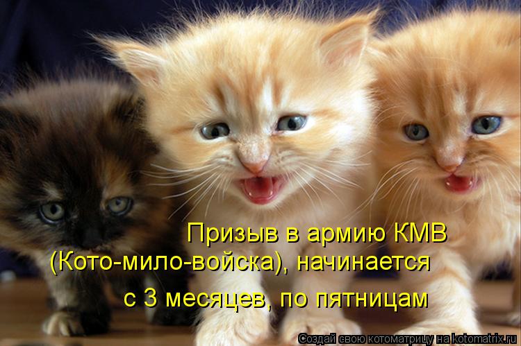 Котоматрица: Призыв в армию КМВ (Кото-мило-войска), начинается  с 3 месяцев, по пятницам