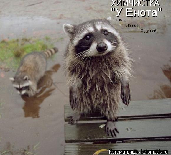 Котоматрица: ХИМЧИСТКА "У Енота" Быстро. Дёшево. С душой.