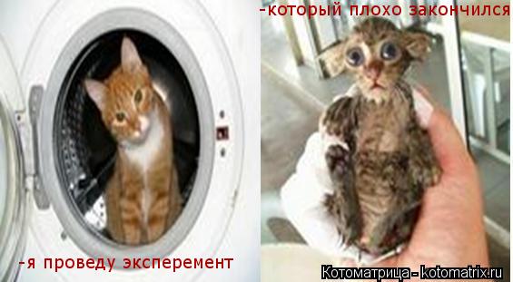 Котоматрица: -я проведу эксперемент -который плохо закончился