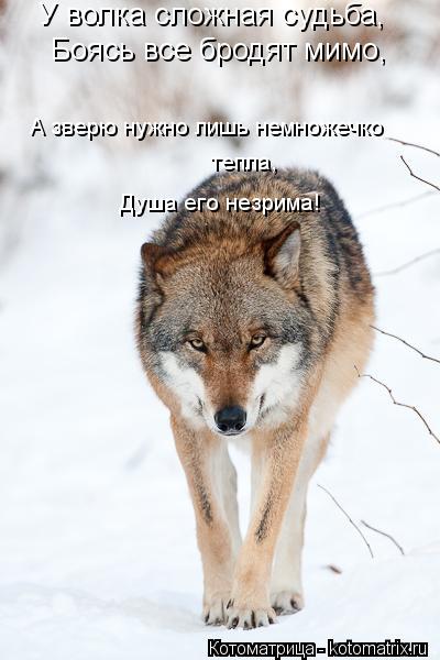Котоматрица: У волка сложная судьба, Боясь все бродят мимо, А зверю нужно лишь немножечко  тепла, Душа его незрима!